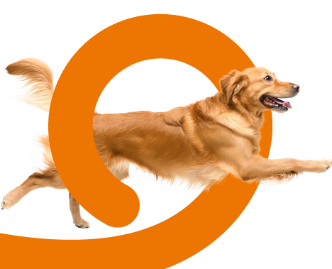 imagen mascota